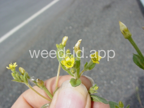 stickleaf, whitestem